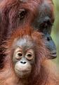 709 - INFANT ORANGUTAN WITH MOTHER - FULLER URSULA - united kingdom